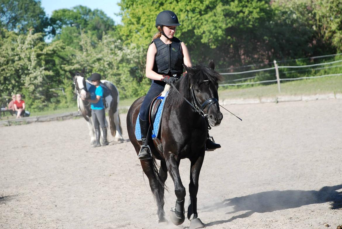 Hollandsk Sportspony Black Boy billede 6