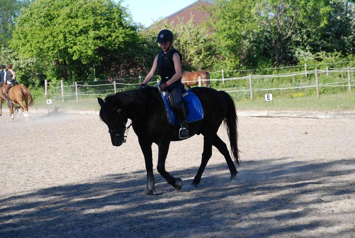 Hollandsk Sportspony Black Boy billede 7