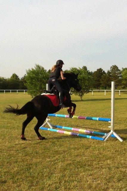 Hollandsk Sportspony Black Boy - vores første spring! han kunne ikke holde galoppen hele vejen rundt;) billede 2