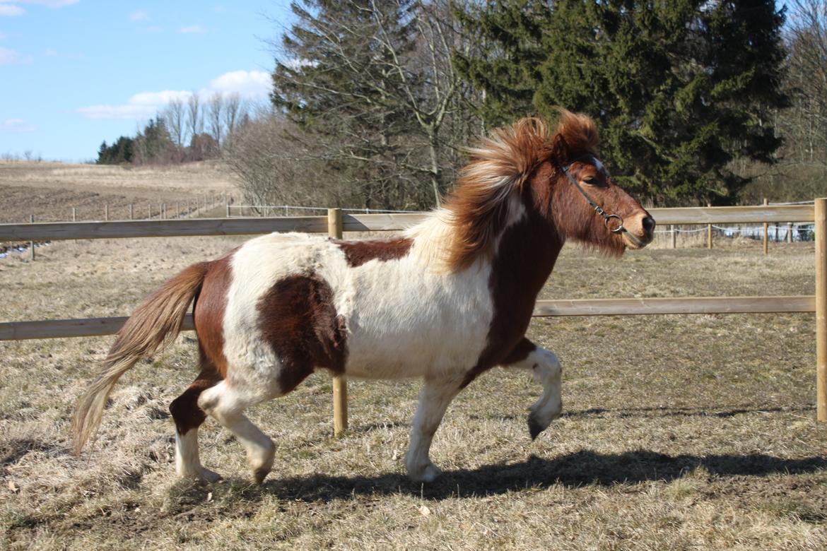 Islænder Aría billede 6