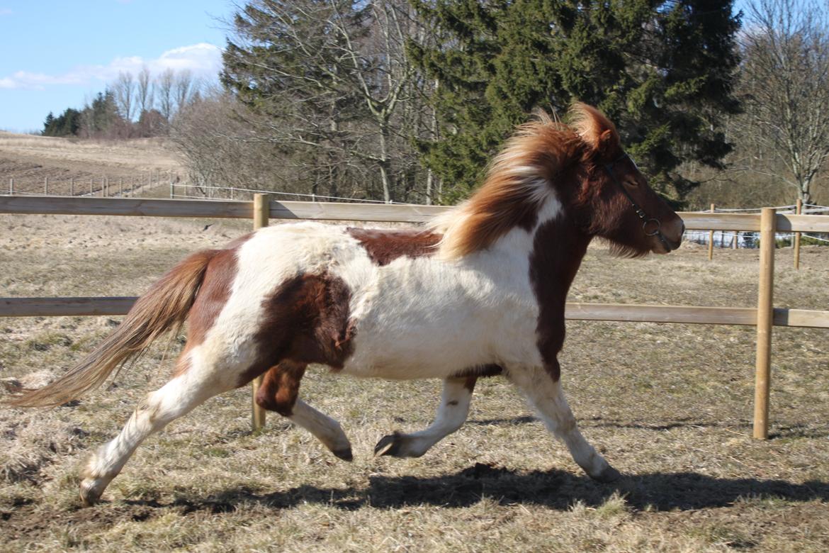 Islænder Aría billede 9