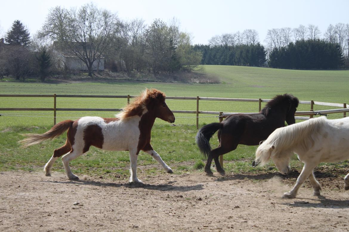 Islænder Aría billede 11