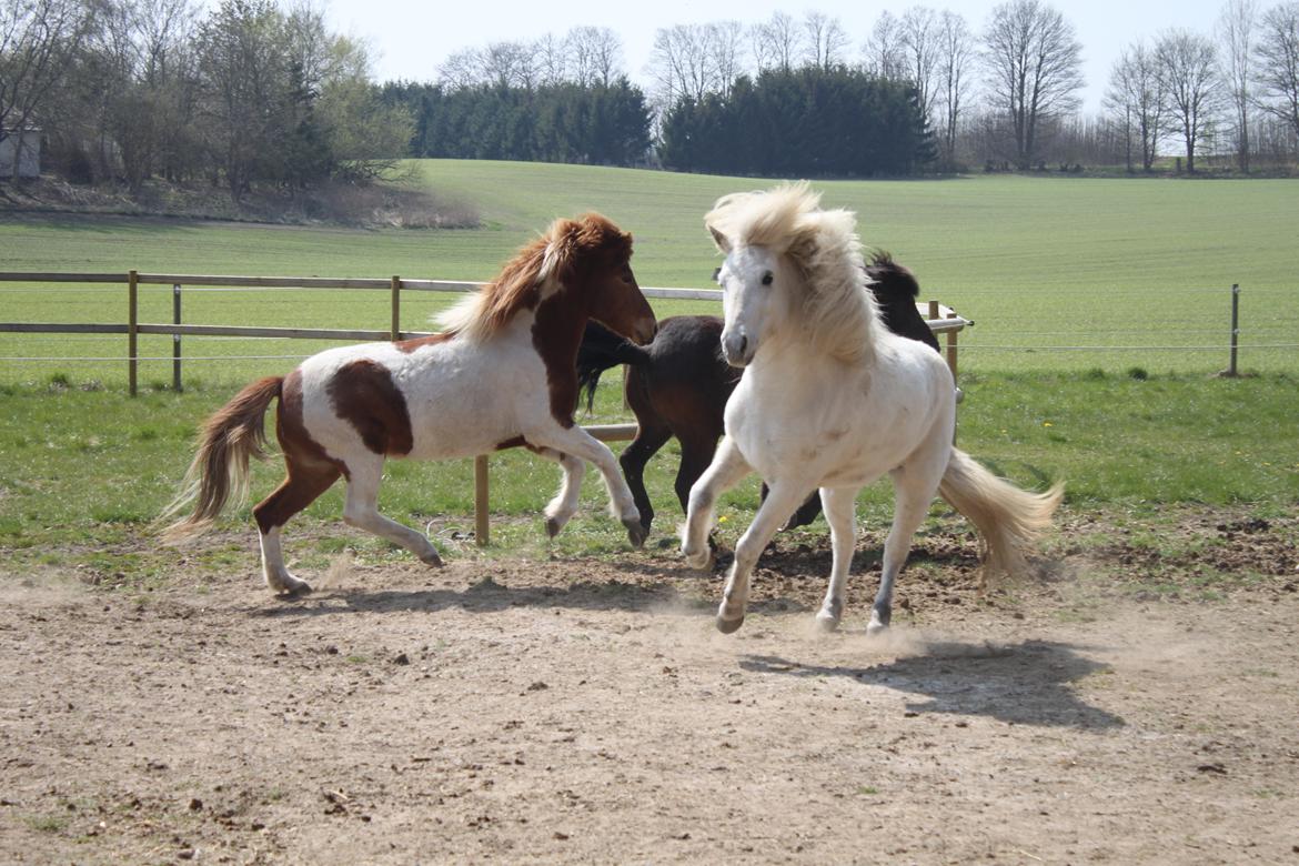 Islænder Aría billede 12