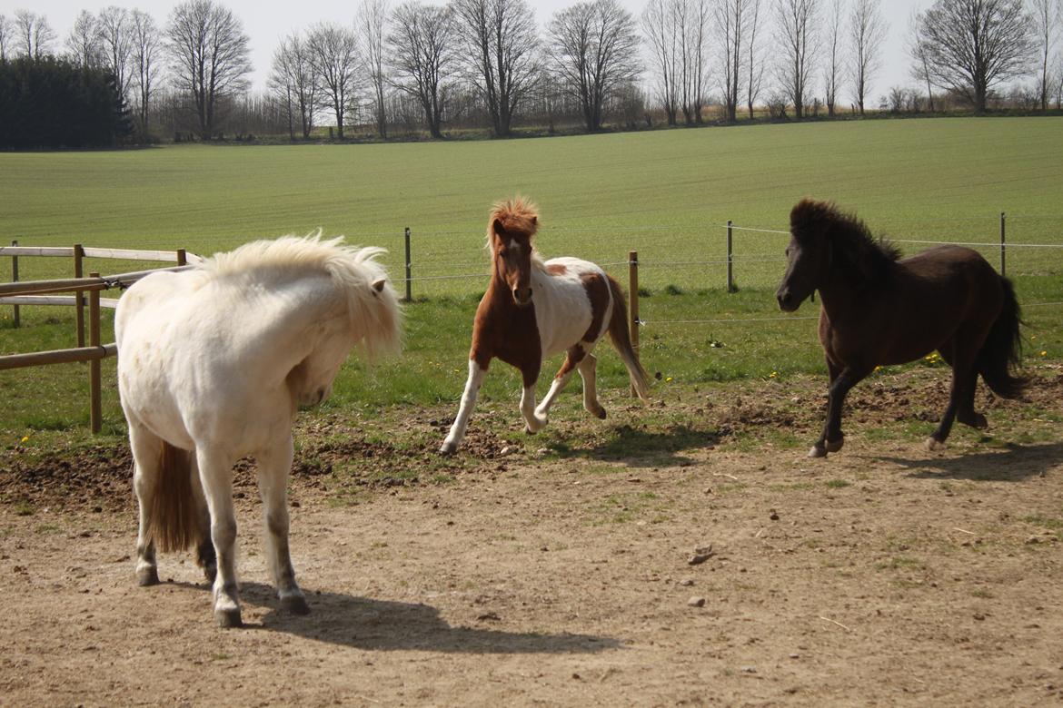 Islænder Aría billede 13