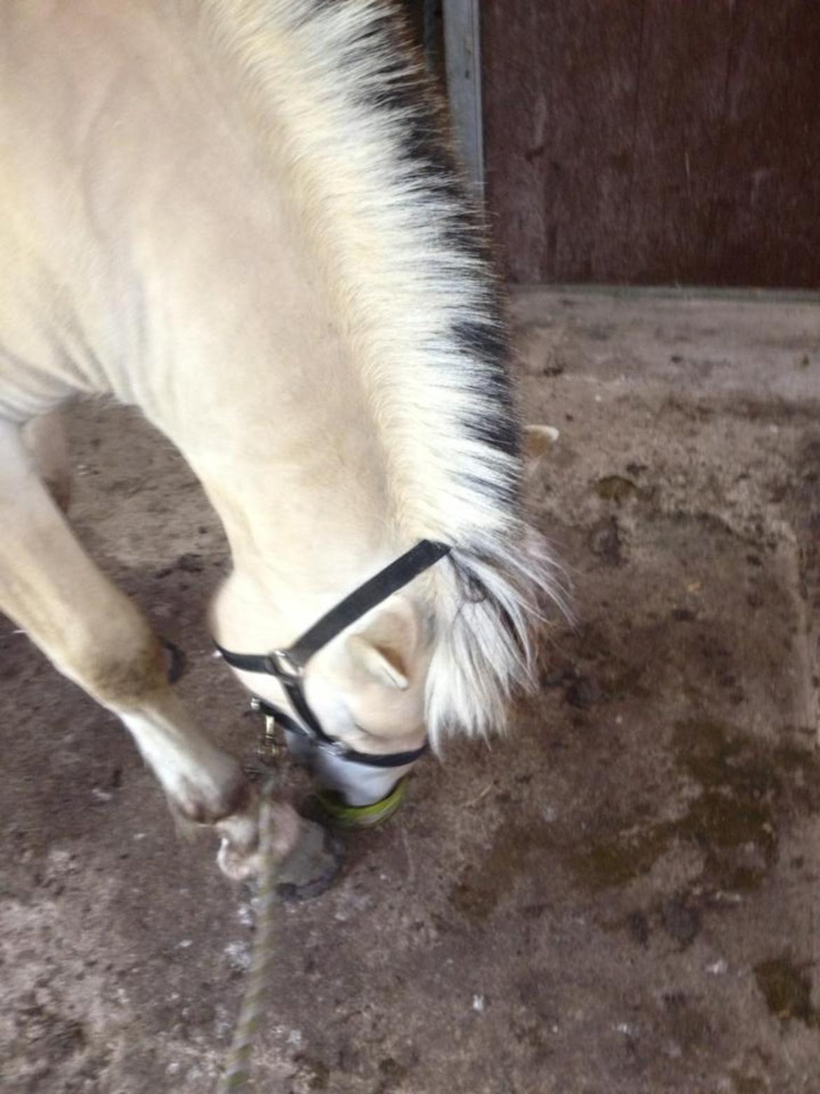 Fjordhest Ågerupgaards Benjamin billede 1