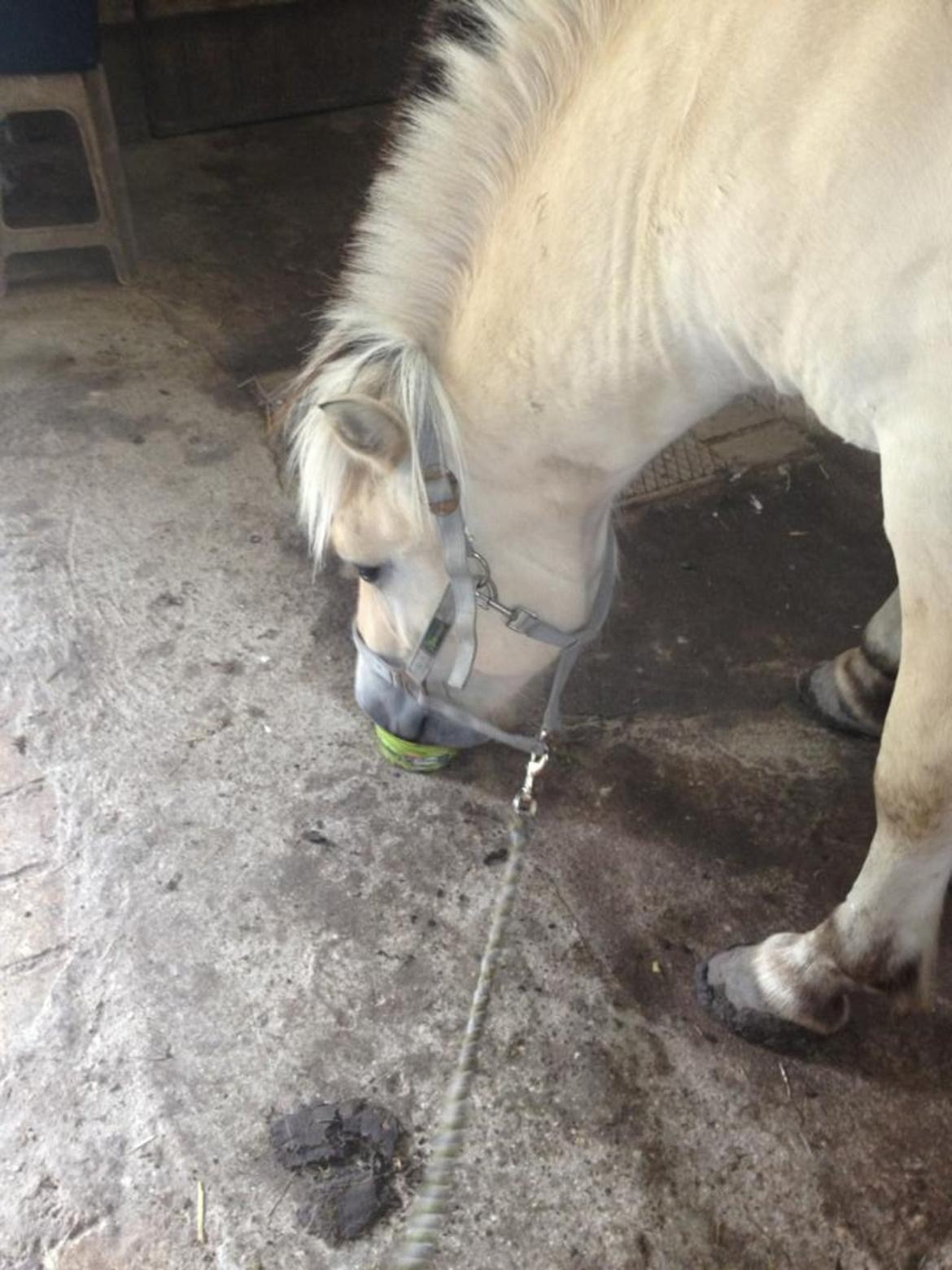 Fjordhest Ågerupgaards Benjamin billede 3