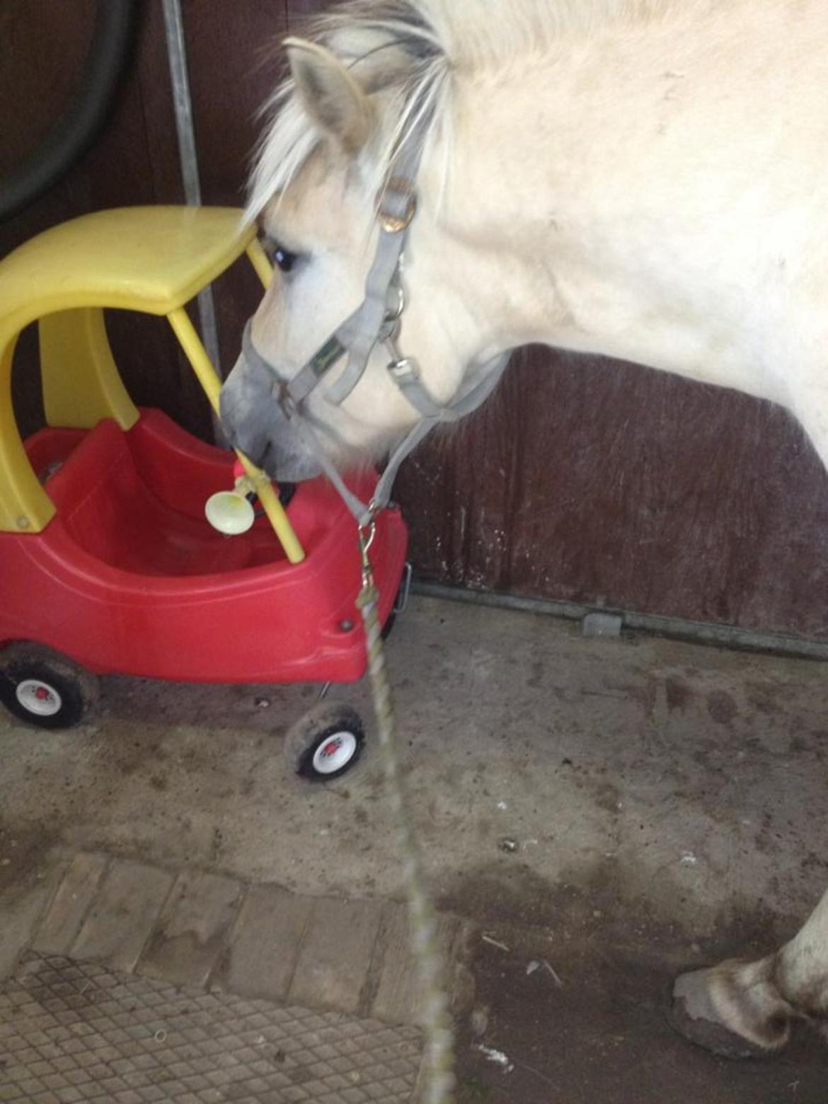 Fjordhest Ågerupgaards Benjamin billede 4
