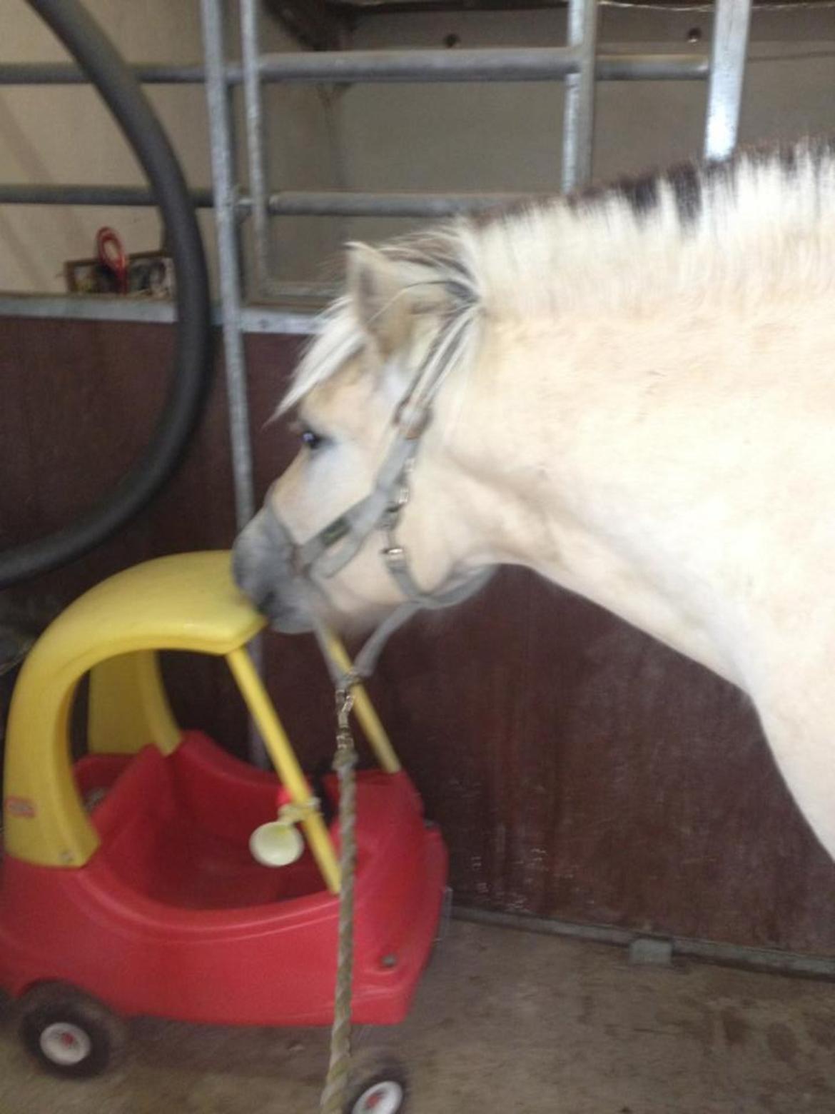 Fjordhest Ågerupgaards Benjamin billede 5