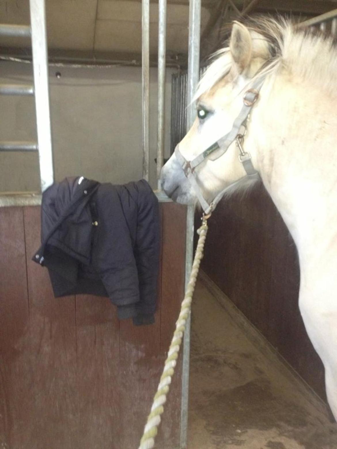 Fjordhest Ågerupgaards Benjamin billede 6