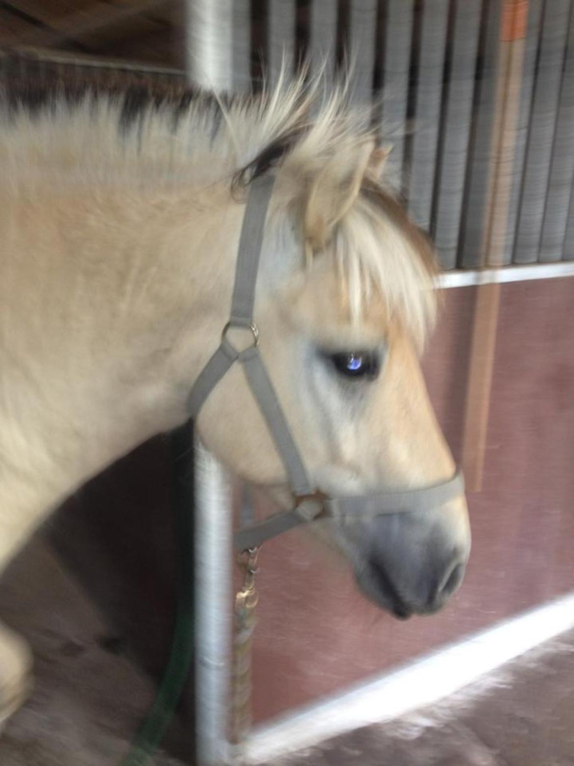 Fjordhest Ågerupgaards Benjamin billede 7