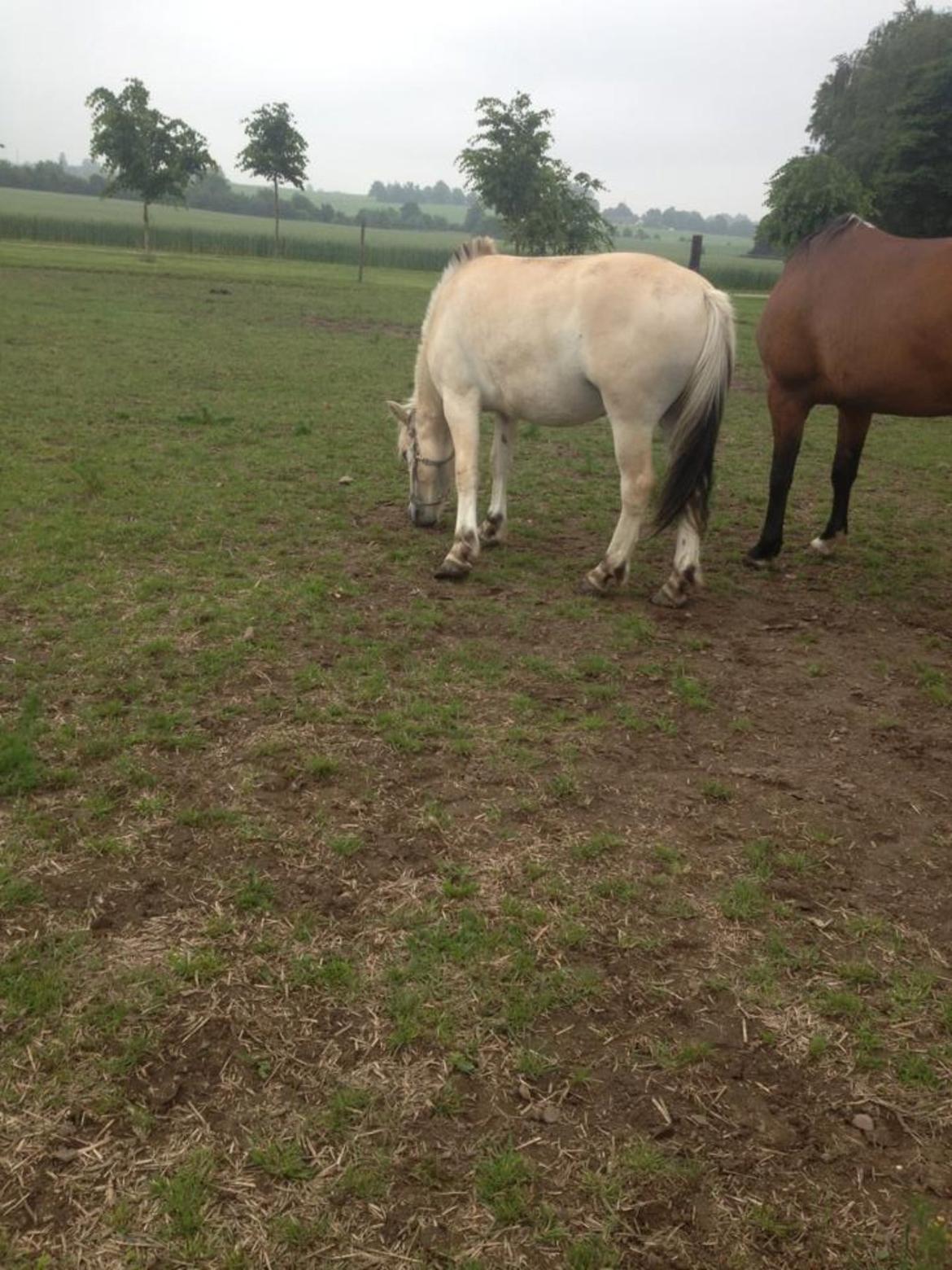Fjordhest Ågerupgaards Benjamin billede 8