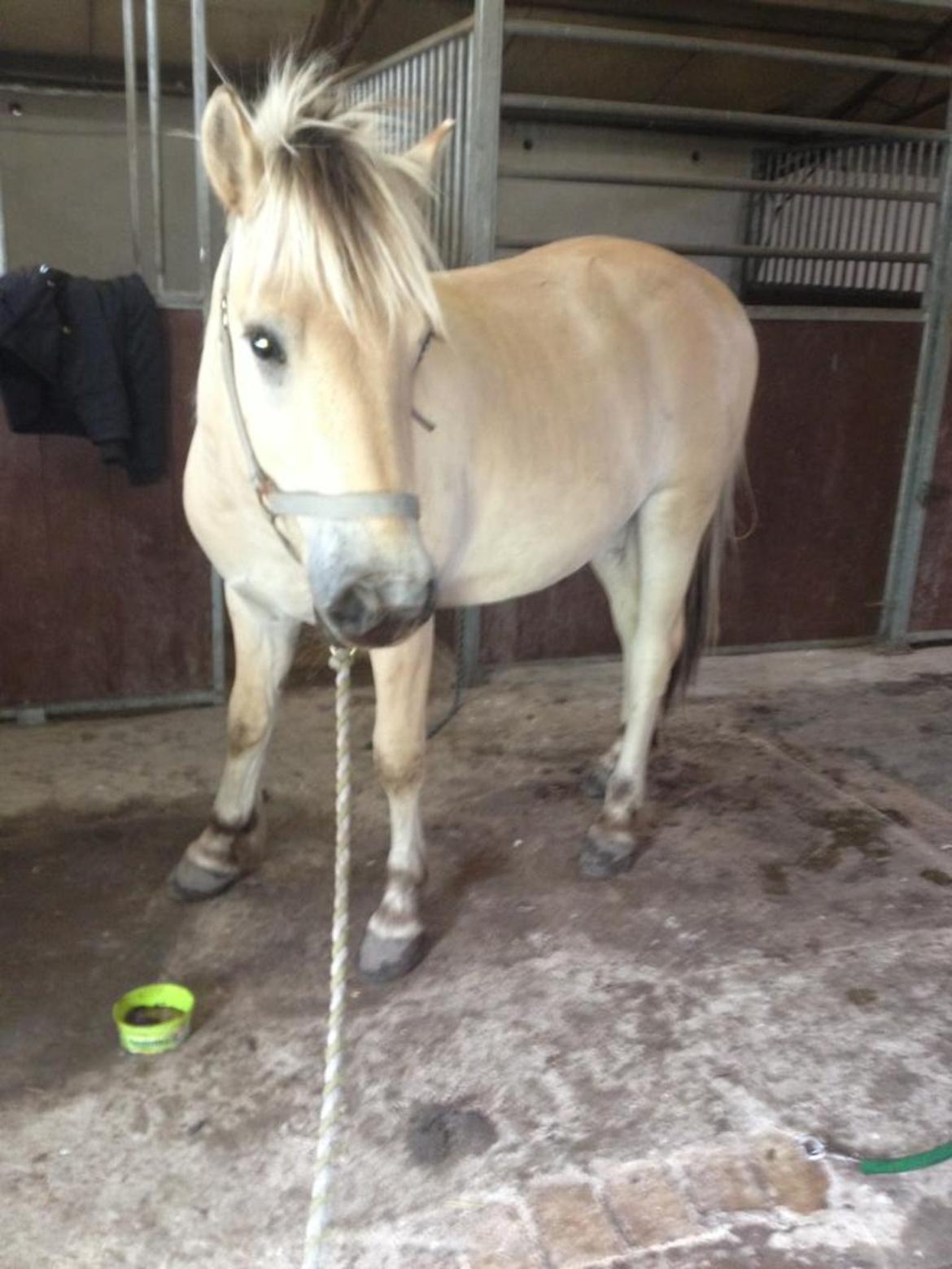 Fjordhest Ågerupgaards Benjamin billede 9