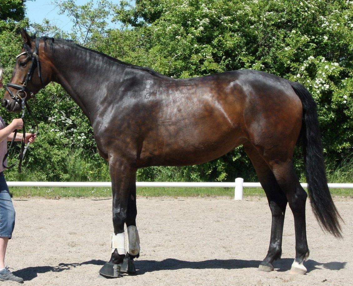 Dansk Varmblod Mi Diór - Mi Dior nu 3 år og klar til kåring billede 14