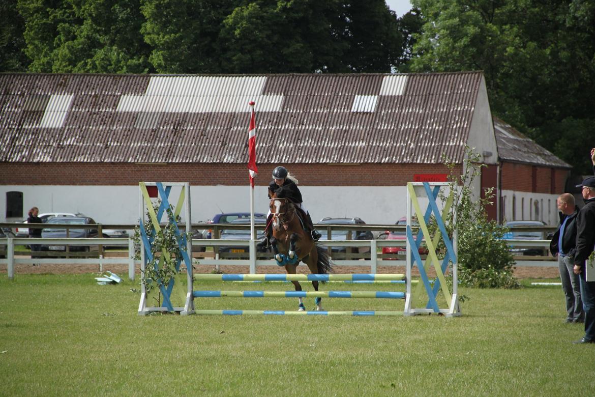 Welsh Pony (sec B) Bakkegaarden´s perfect prince billede 12