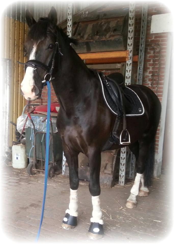 Oldenborg Faust billede 19