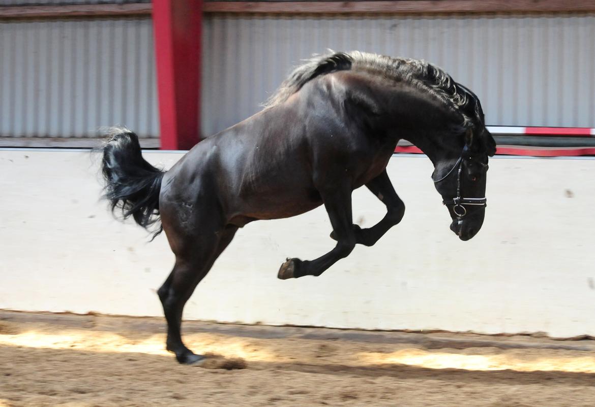 Lusitano Macho De José [Himmelhest] billede 29