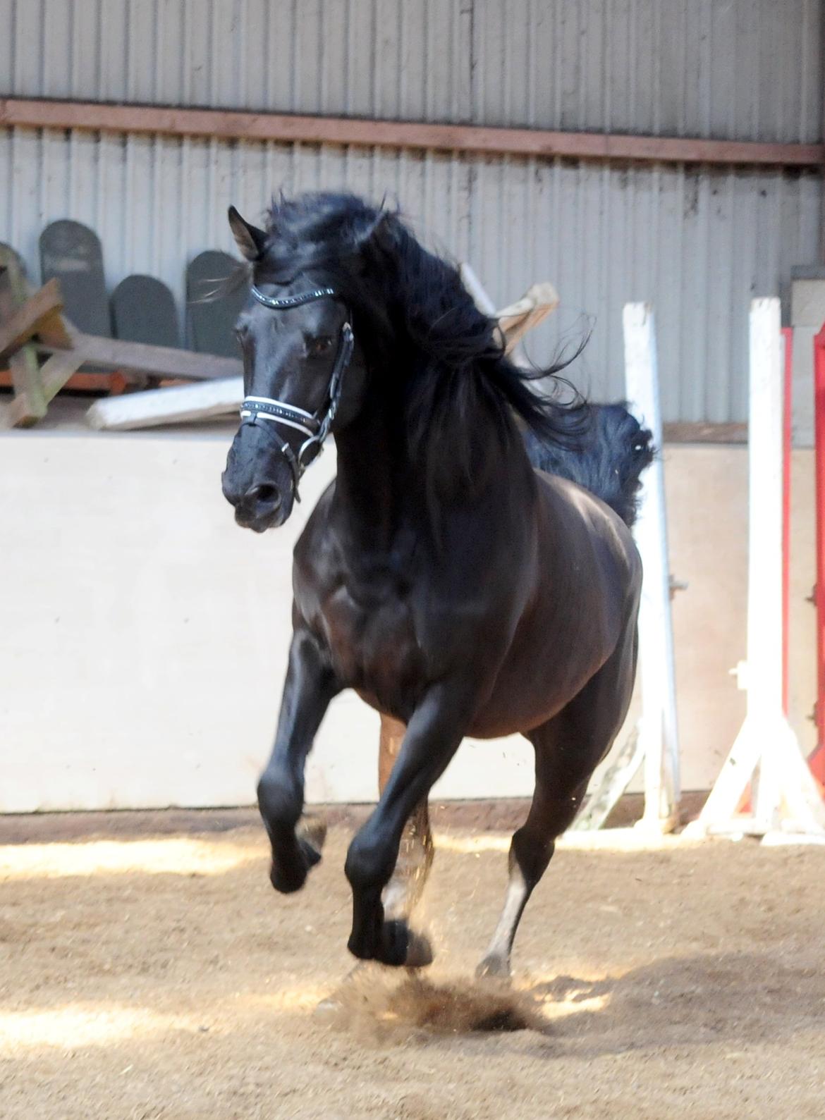 Lusitano Macho De José [Himmelhest] billede 34