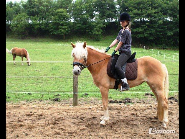 Tyroler Haflinger Fannie af Stenbek - Ved at blive gjort ryttervant'. Er så stolt af hende!:-D<3 billede 9