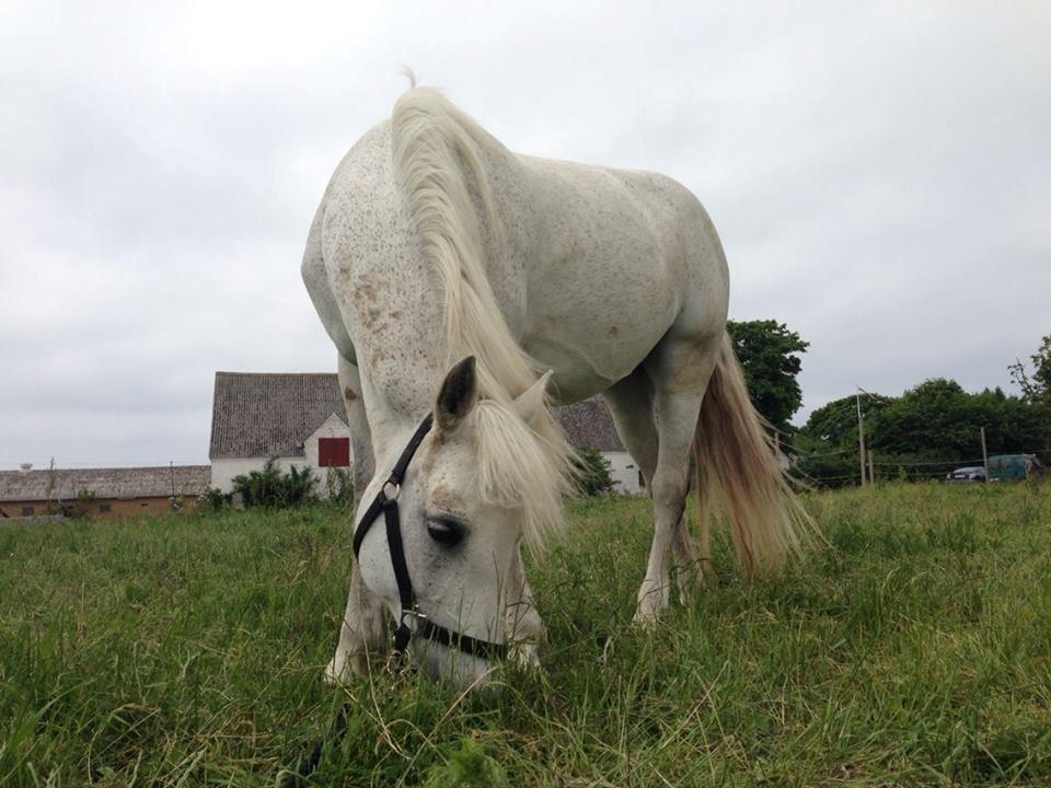 Connemara Britania billede 5