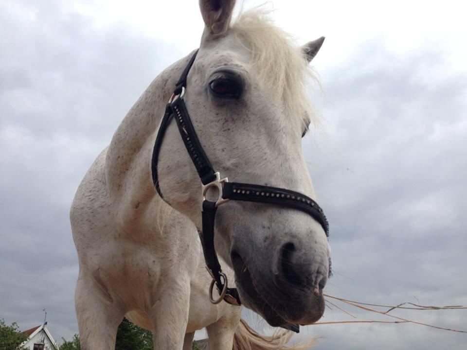 Connemara Britania billede 7