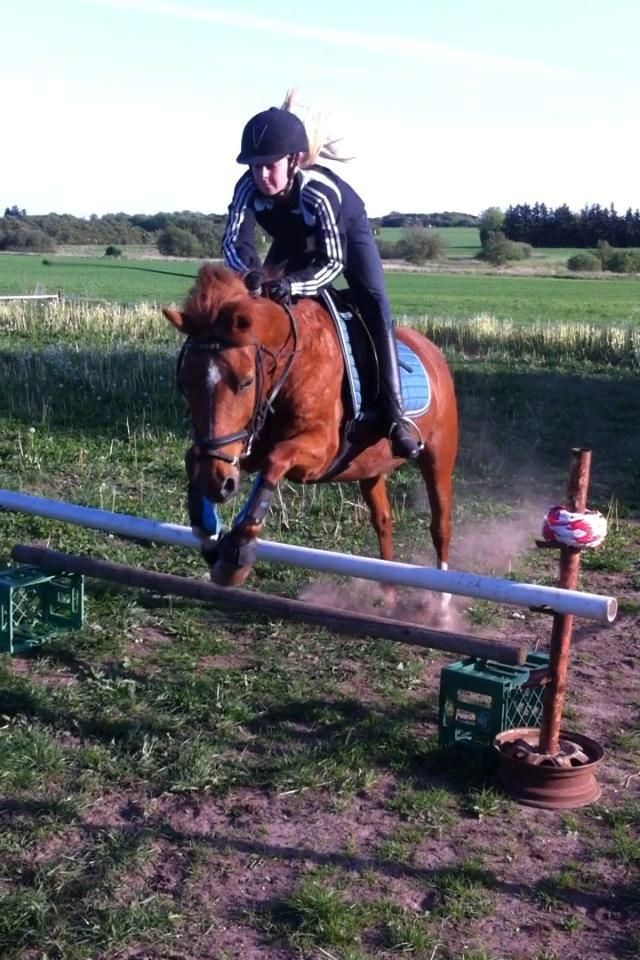 Anden særlig race Cody. billede 16