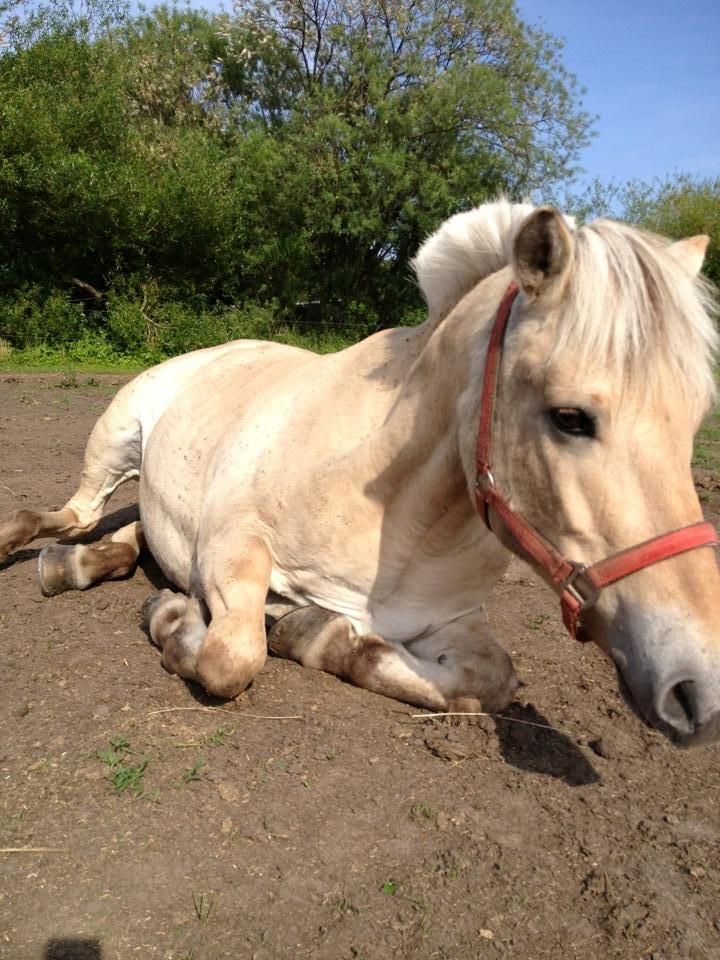 Fjordhest Fie - hygge på folden  billede 13