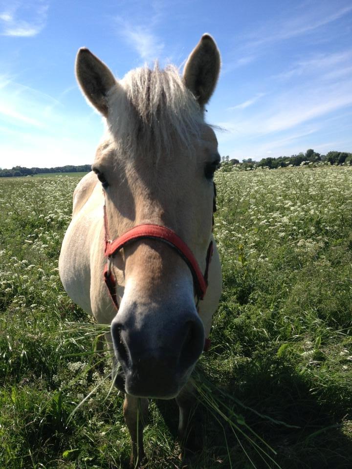 Fjordhest Fie - madglade hest  billede 14