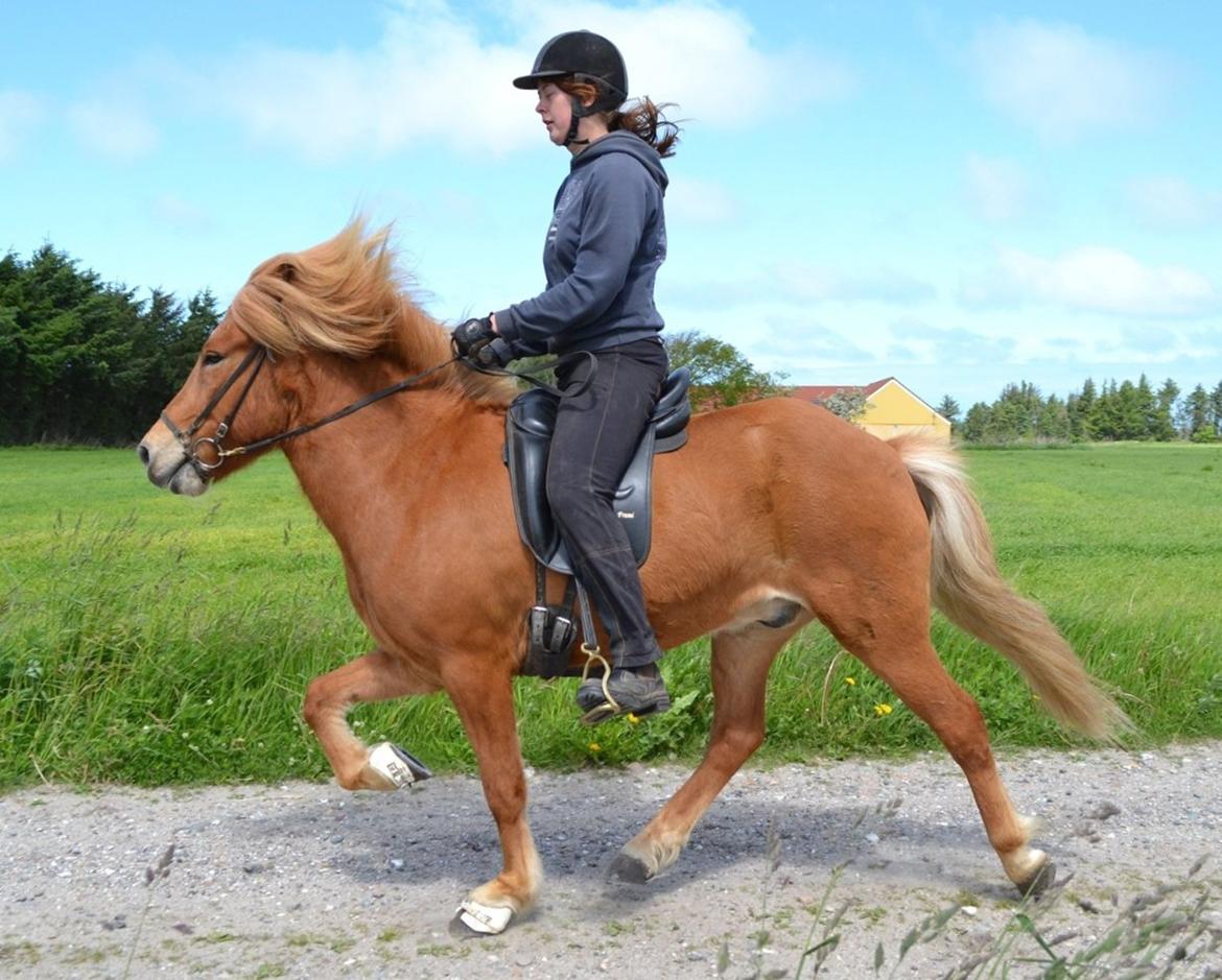 Islænder Torfi fra Ulstrup billede 20