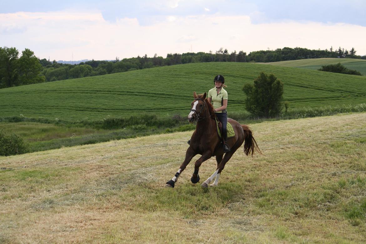 Belgisk varmblod D´Amour V/H Dennenhof - Sjov på marken :) Foto : Mor billede 39