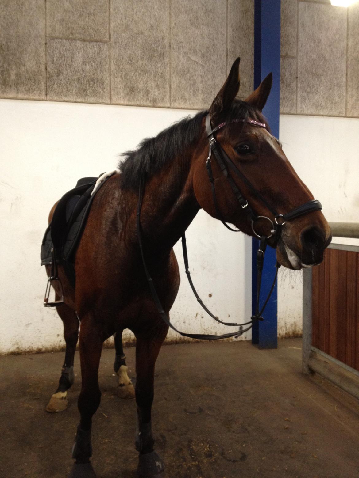 Anden særlig race Nikita   *TUTTE*   >>VBH<< - 20/ Sidste eneundervisning/ridetur på Tronsøskolen. Af at dømme på Nikita var det HÅRDT!(-: 
TRONSØSKOLEN 11/12! (Foto: Mig) billede 20