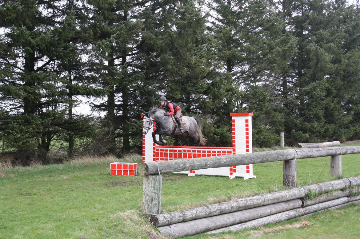 Holstener Lodenwijk l  (Ludwig) - Kursus ved Katja kavanagh 5 maj 13 billede 19
