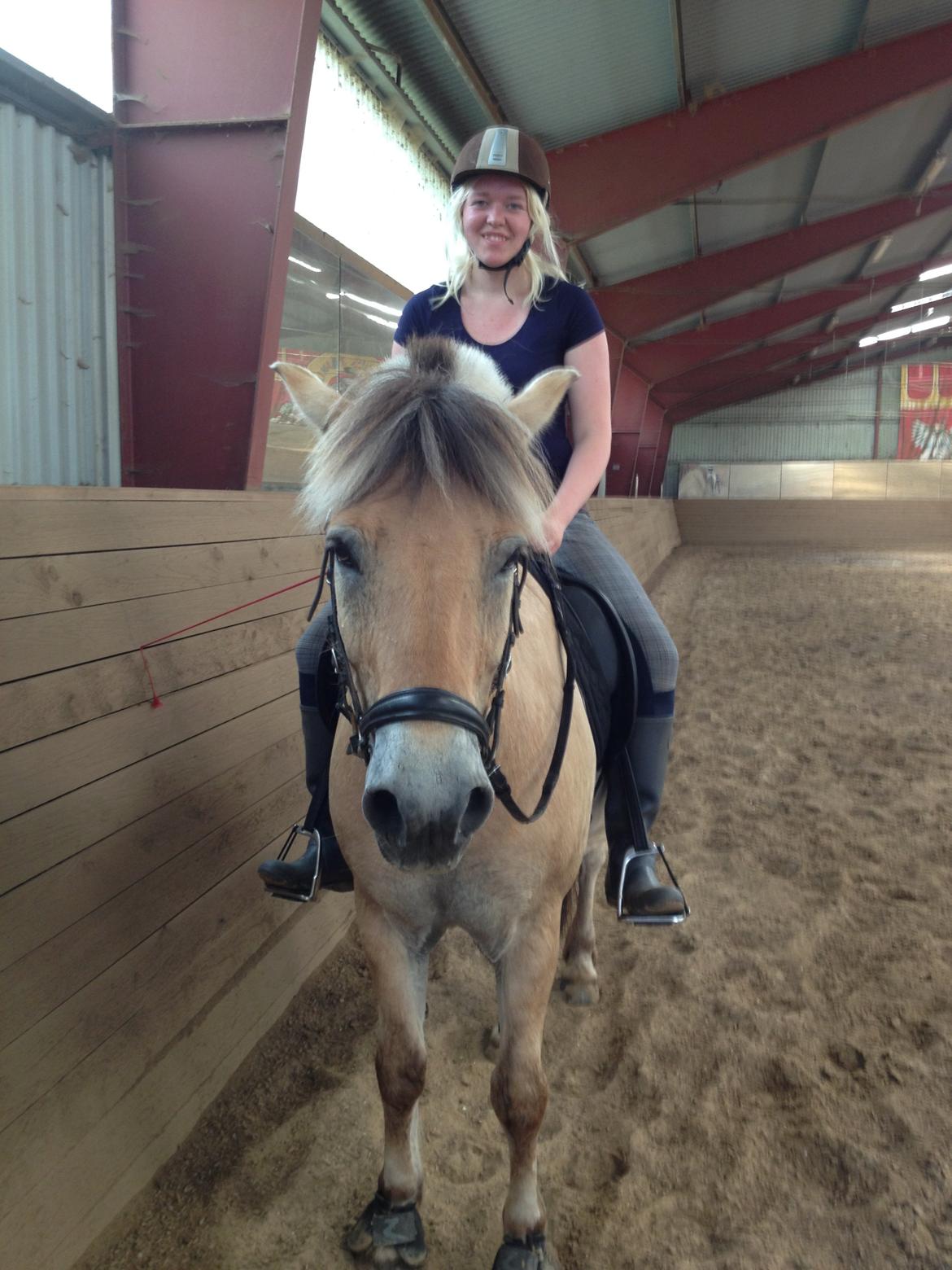 Fjordhest Bodyguard billede 12