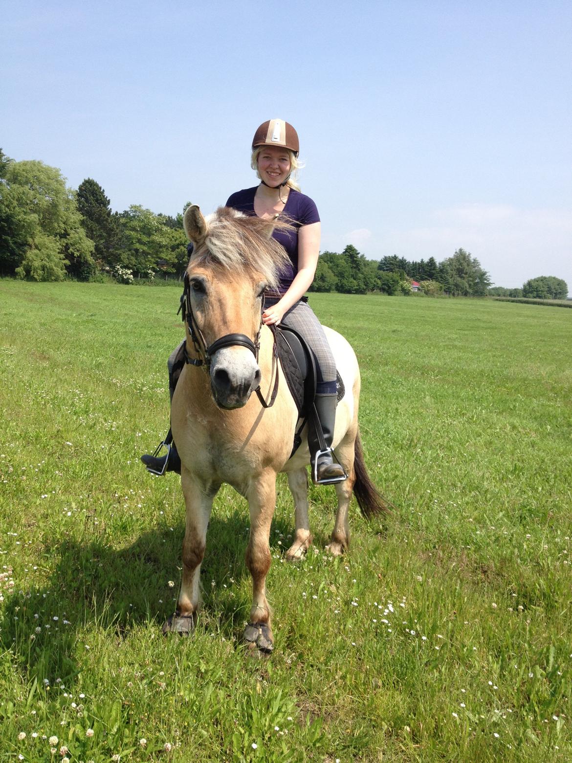 Fjordhest Bodyguard billede 13