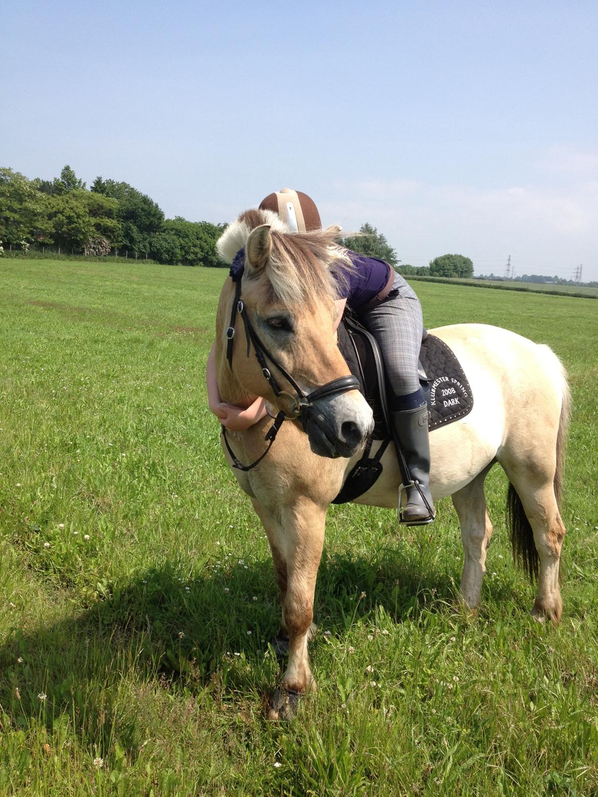 Fjordhest Bodyguard billede 14