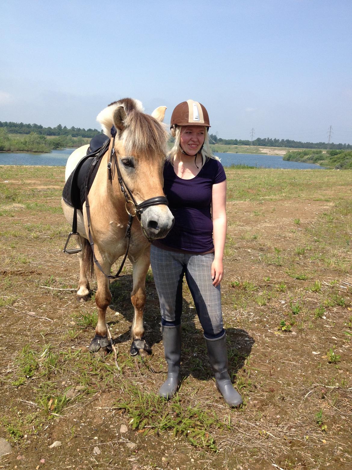 Fjordhest Bodyguard billede 15