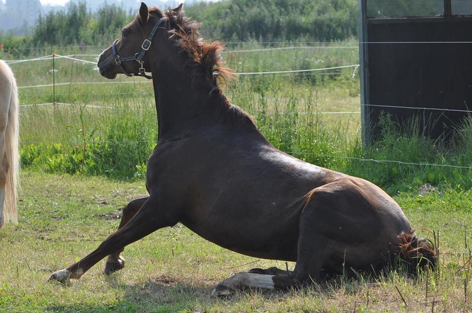 DSP Vasehøjs Kaia billede 9