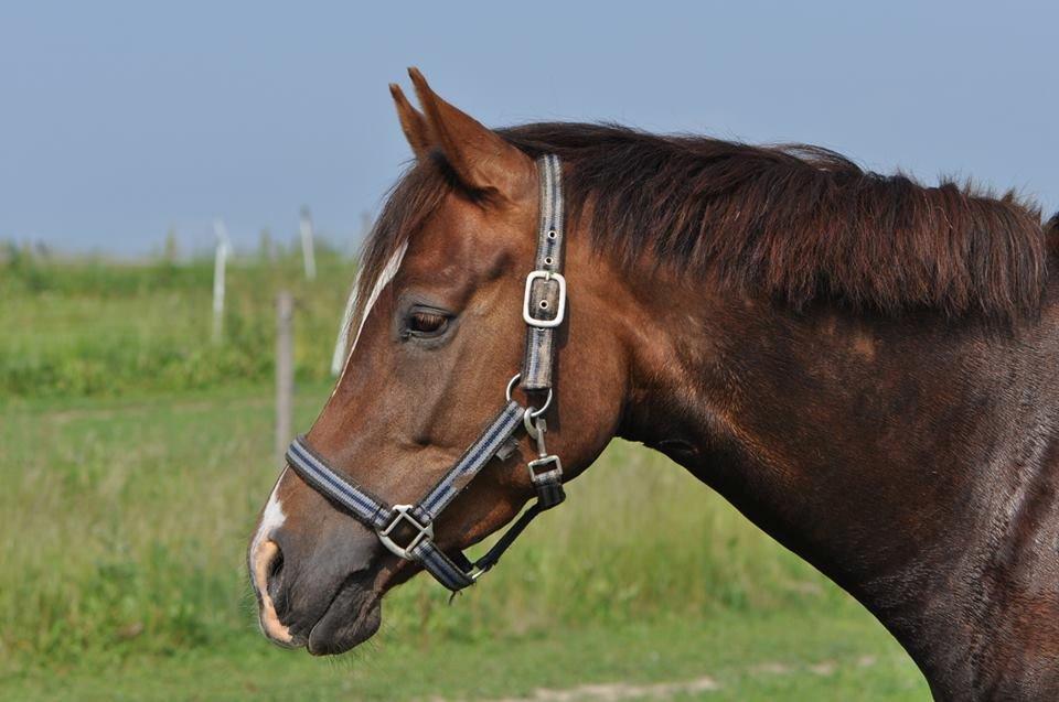 DSP Vasehøjs Kaia billede 19