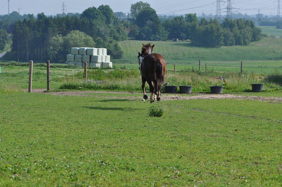 DSP Vasehøjs Kaia billede 13