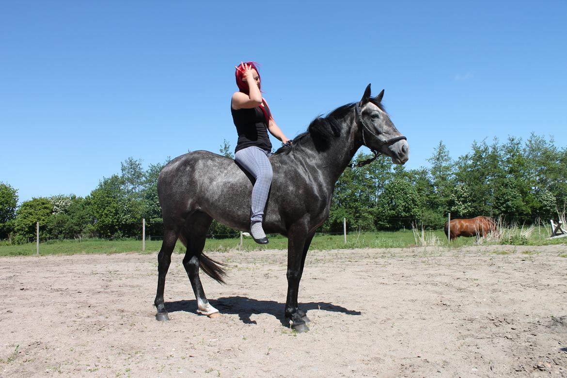 Anden særlig race Grønvangs Jocelynn |Joey| [Solgt] - Joey og Mette 2013

Helt vild med det her billede, det viser hvor flot bygget Joey er :)! billede 20