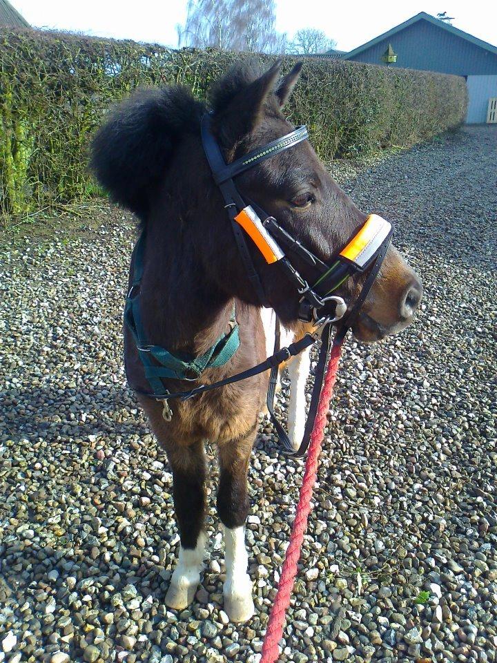 Anden særlig race Hannibal  (BFF<3) - Smukke Hannibal <3 billede 2