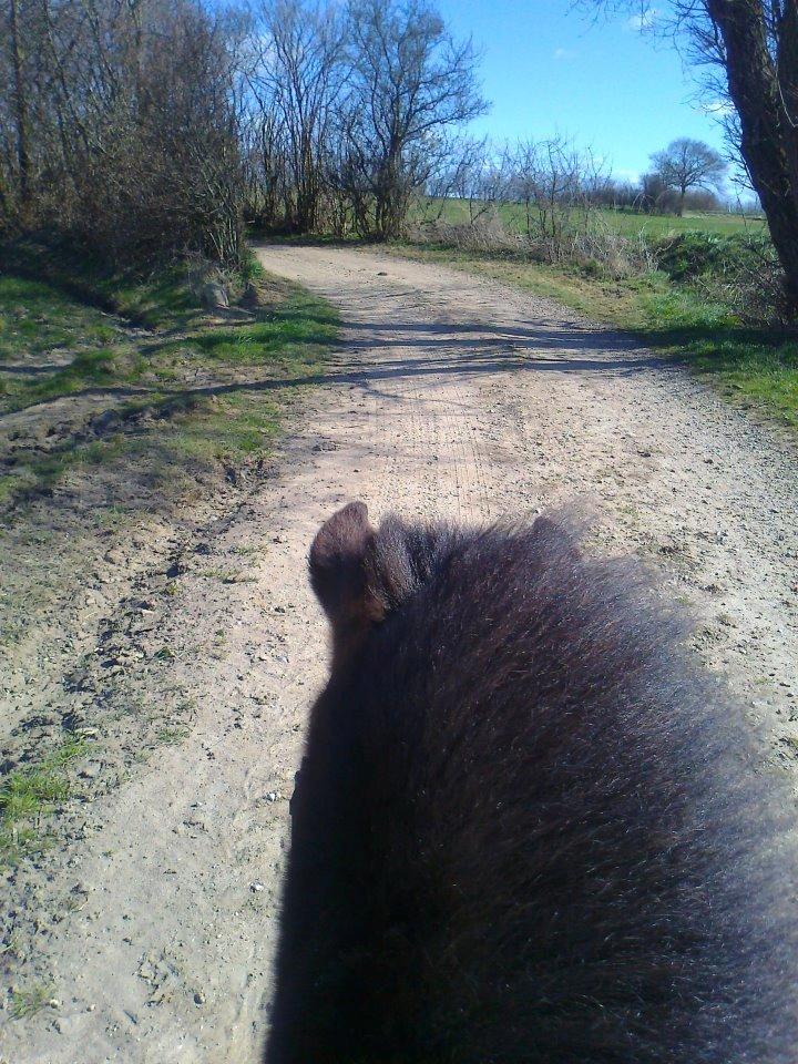 Anden særlig race Hannibal  (BFF<3) - Ridetur på ham den skønne <3 billede 11