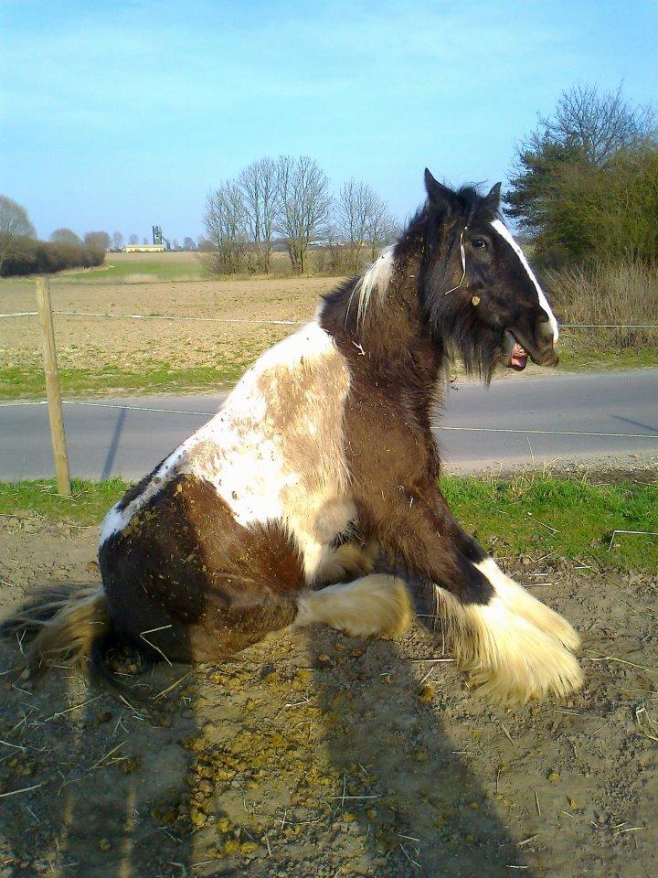 Irish Cob Pfuff    (Bandit<3) - Pfuff der sidder på sin numse ;P<3 billede 3