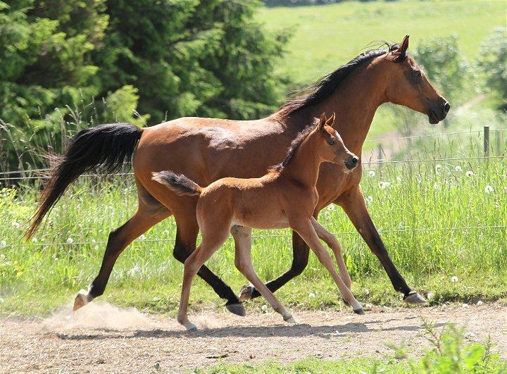 Arabisk fuldblod (OX) KH Merlina billede 2