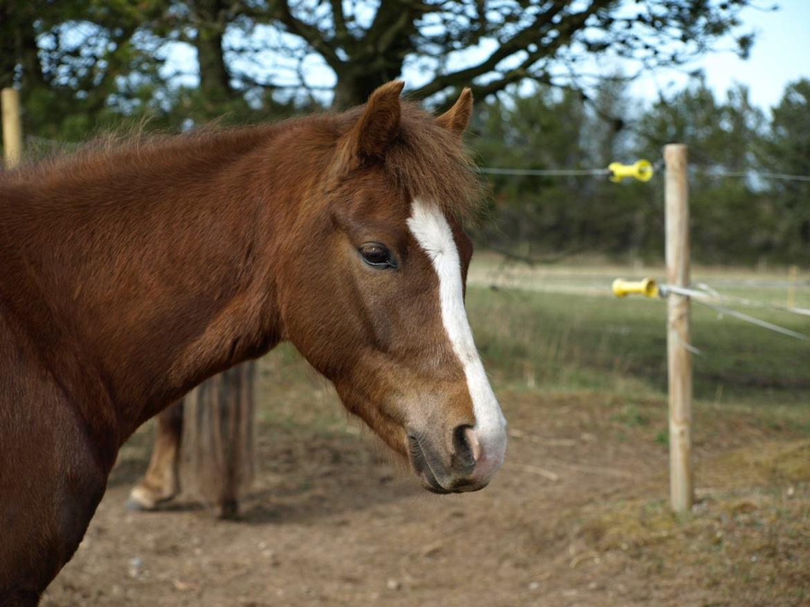 Anden særlig race Zivas [Tidl. lånepony] billede 15