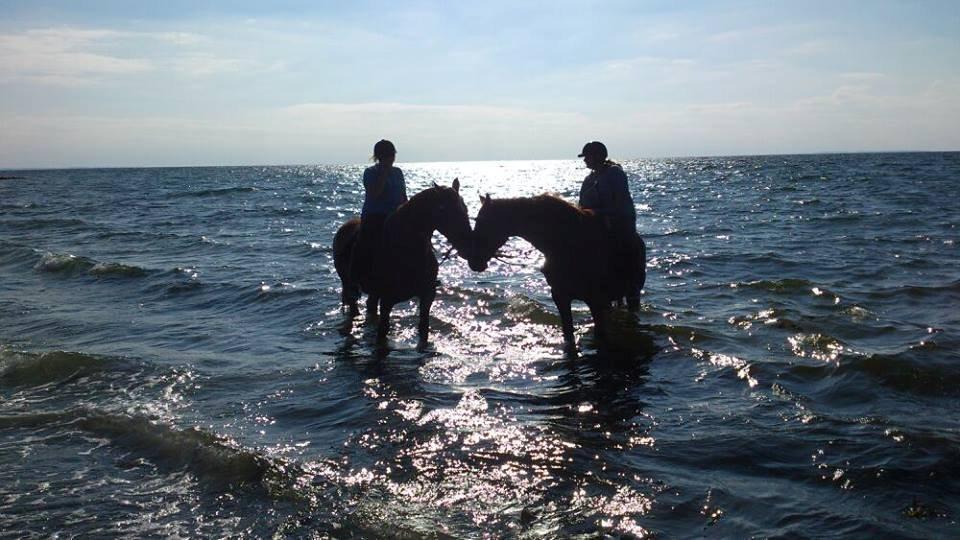 Frederiksborg Dandi Fuglebjerg billede 20