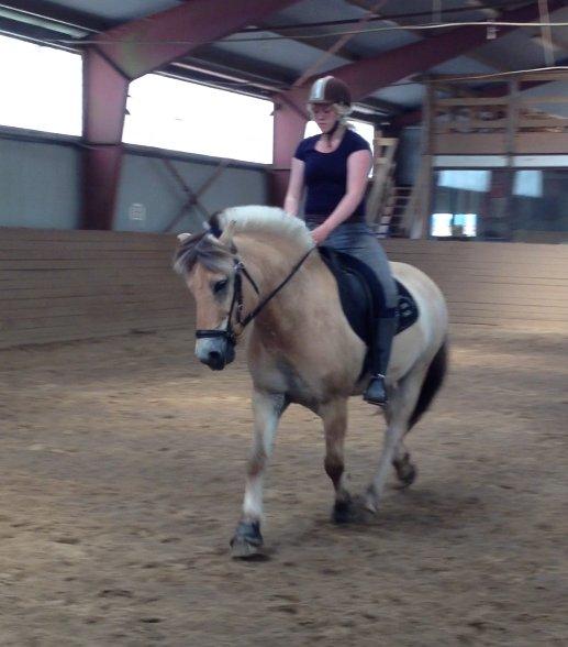 Fjordhest Bodyguard billede 16