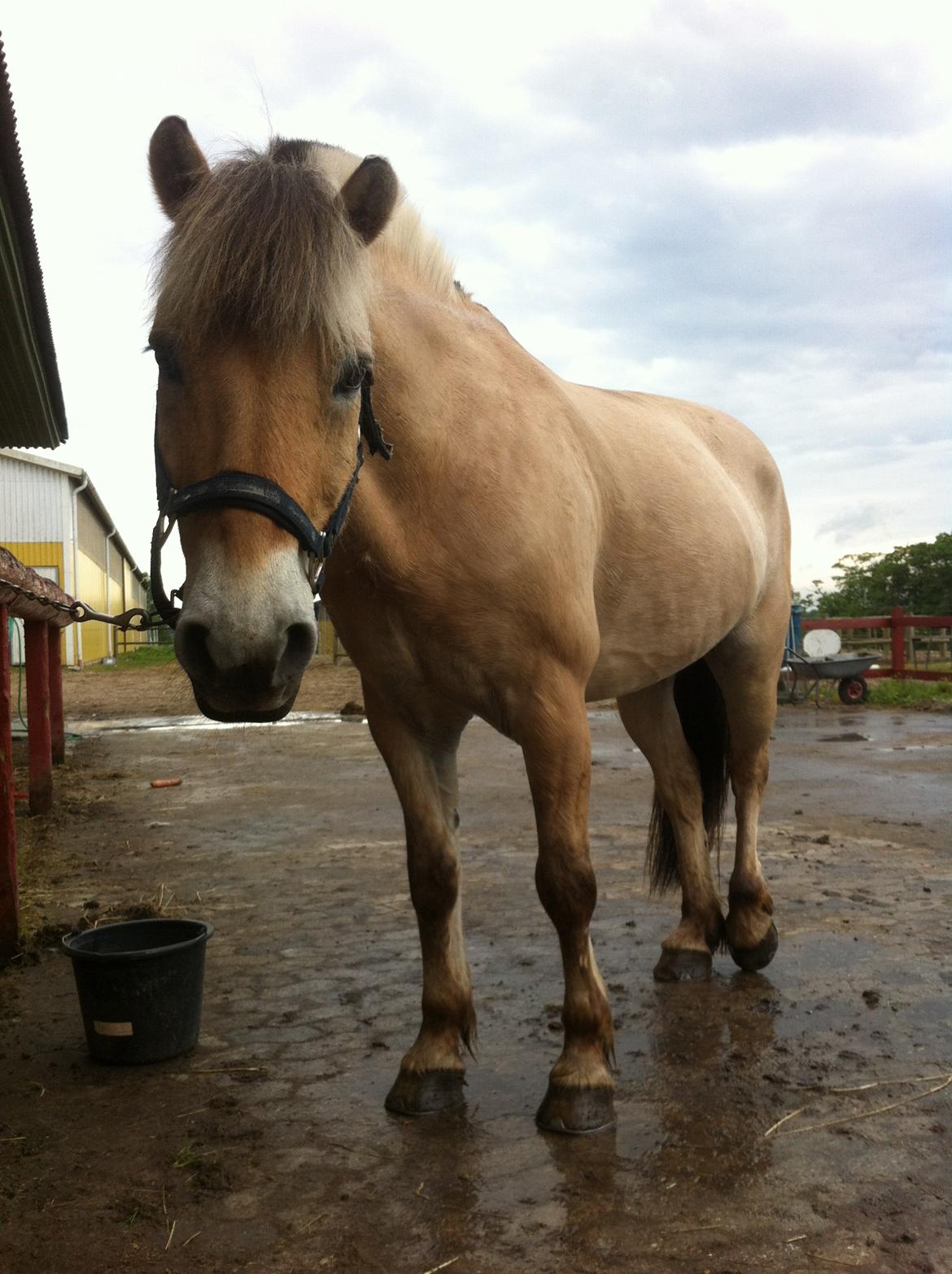Fjordhest Bodyguard - Velkommen til Bodyguards profil! :) (er desværre ikke part på ham længere) billede 1