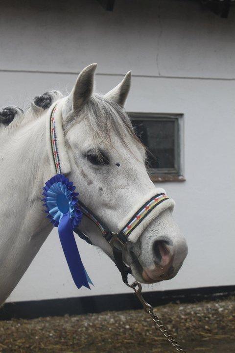Welsh Pony (sec B) Jason - 2011 - Hjemme efter træningsstævne AAGS  billede 3