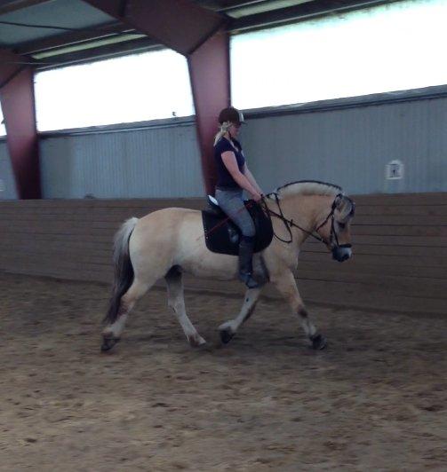 Fjordhest Bodyguard billede 9