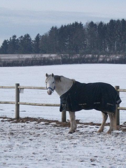 Welsh Pony (sec B) Jason billede 15